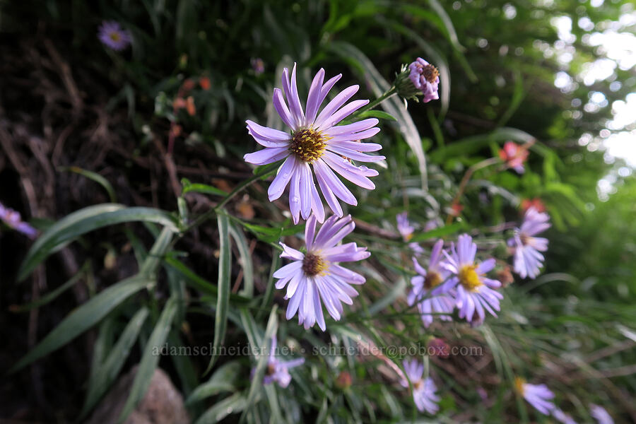 western mountain asters (Symphyotrichum spathulatum) [Mt. Whitney Mountaineer's Route, John Muir Wilderness, Inyo County, California]