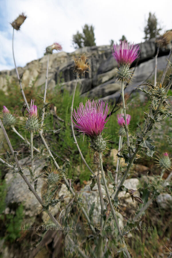 Arizona thistle (Cirsium arizonicum) [Mt. Whitney Mountaineer's Route, John Muir Wilderness, Inyo County, California]