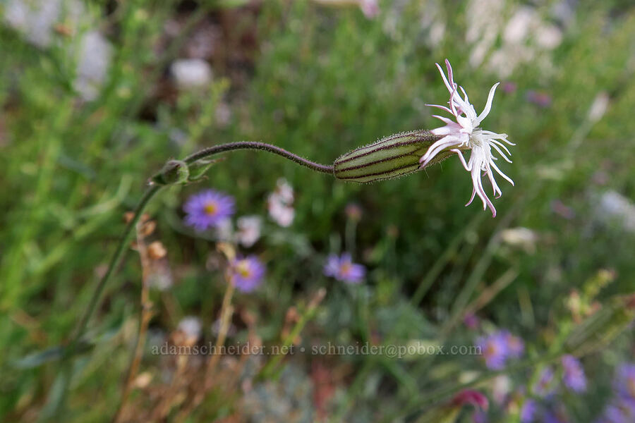 Palmer's catchfly (Silene bernardina) [Mt. Whitney Mountaineer's Route, John Muir Wilderness, Inyo County, California]