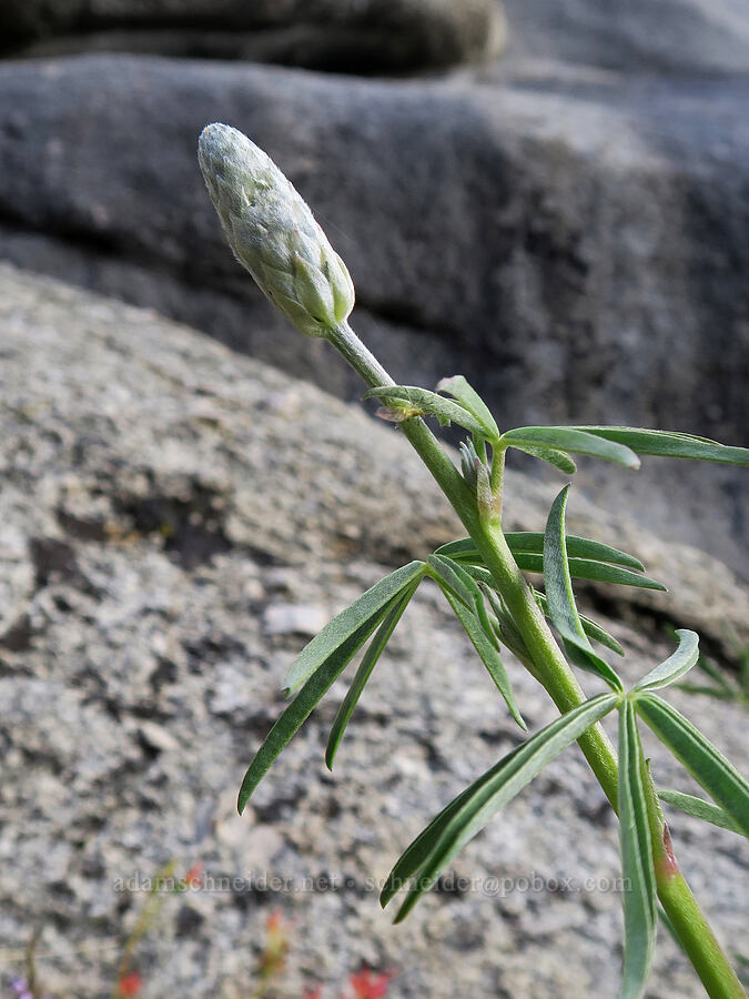 Inyo meadow lupine, budding (Lupinus pratensis) [Mt. Whitney Mountaineer's Route, John Muir Wilderness, Inyo County, California]