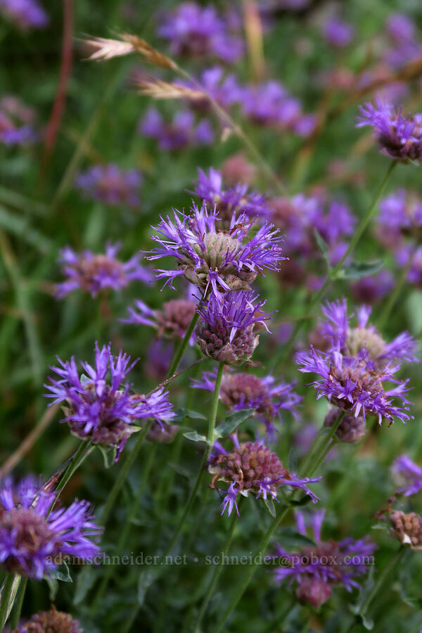 coyote mint (Monardella odoratissima) [Mt. Whitney Mountaineer's Route, John Muir Wilderness, Inyo County, California]