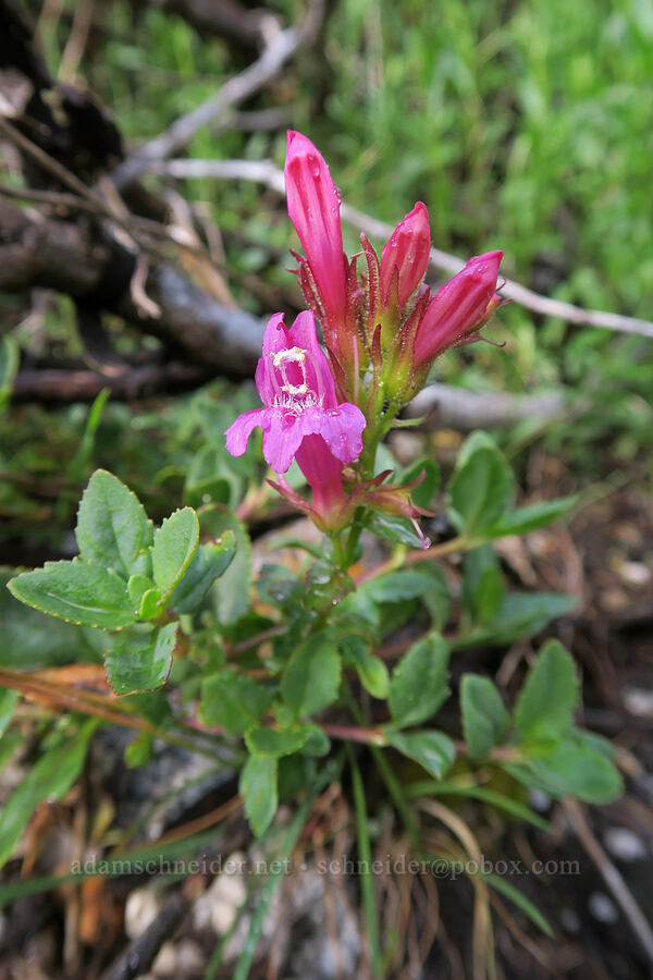 mountain pride (Newberry's penstemon) (Penstemon newberryi) [Mt. Whitney Mountaineer's Route, John Muir Wilderness, Inyo County, California]