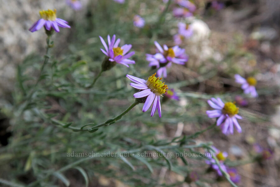 Brewer's fleabane (Erigeron breweri) [Mt. Whitney Mountaineer's Route, John Muir Wilderness, Inyo County, California]
