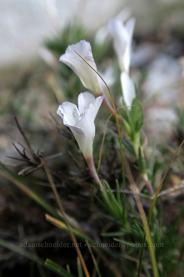 granite prickly-phlox (Leptodactylon pungens (Linanthus pungens)) [Mt. Whitney Mountaineer's Route, John Muir Wilderness, Inyo County, California]