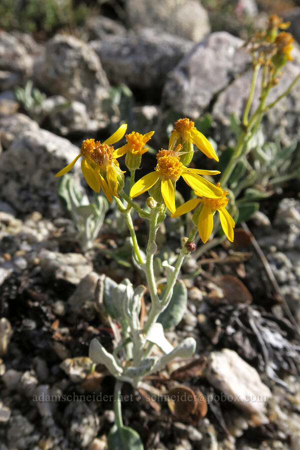 woolly groundsel (Packera cana) [Mt. Whitney Mountaineer's Route, John Muir Wilderness, Inyo County, California]