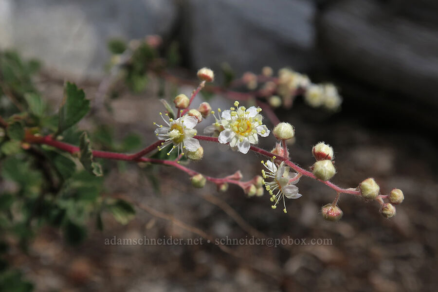 creambush (ocean-spray) (Holodiscus discolor) [Mt. Whitney Mountaineer's Route, John Muir Wilderness, Inyo County, California]