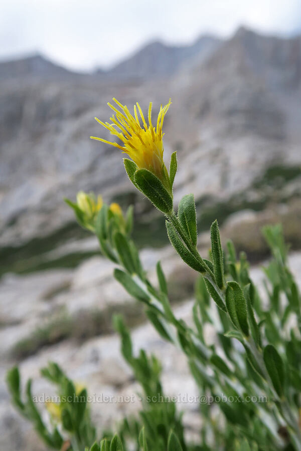 white-stem goldenbush (Ericameria discoidea (Haplopappus macronema)) [Mt. Whitney Mountaineer's Route, John Muir Wilderness, Inyo County, California]