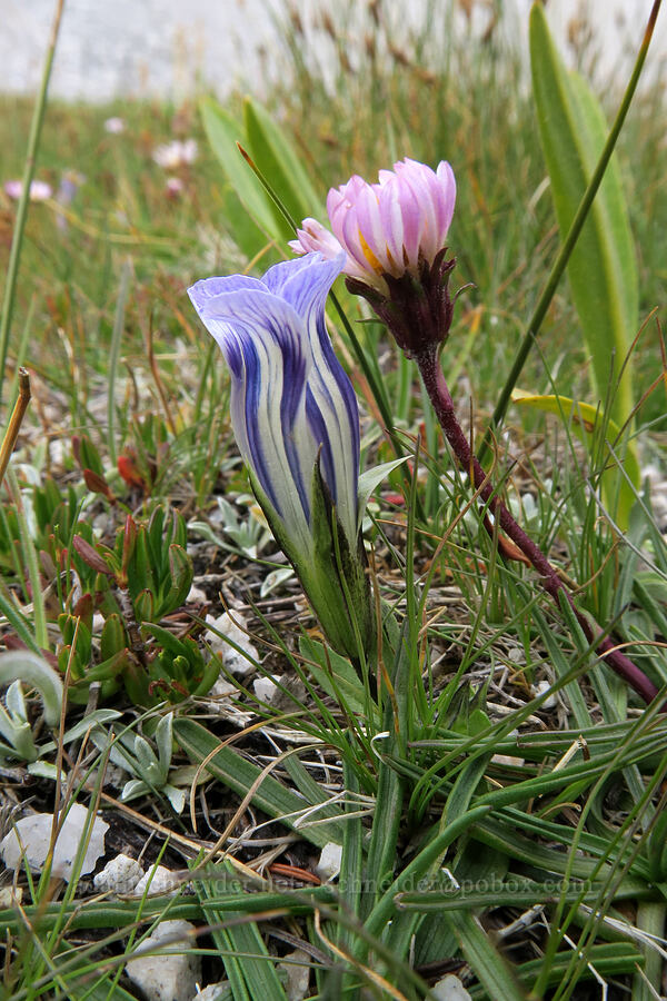 Sierra gentian & tundra aster (Gentianopsis holopetala, Oreostemma alpigenum var. andersonii (Aster alpigenus)) [Mt. Whitney Mountaineer's Route, John Muir Wilderness, Inyo County, California]