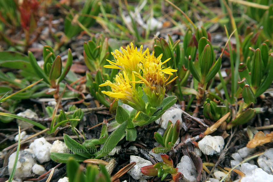 teeny tiny goldenrod (Solidago multiradiata) [Mt. Whitney Mountaineer's Route, John Muir Wilderness, Inyo County, California]