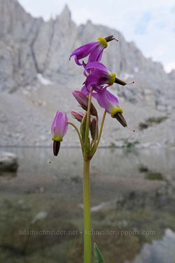 scented shooting stars (Dodecatheon redolens (Primula fragrans)) [Mt. Whitney Mountaineer's Route, John Muir Wilderness, Inyo County, California]