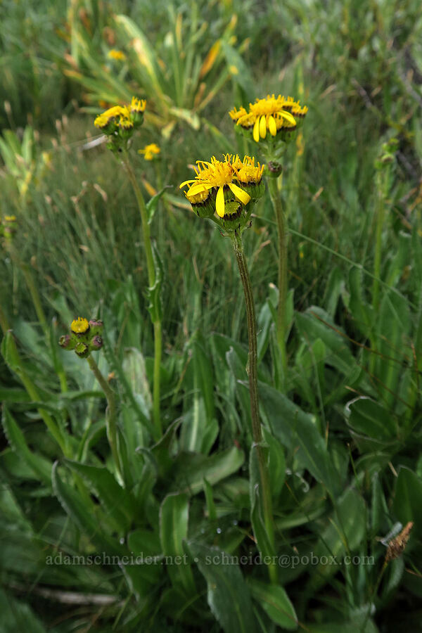 tall western groundsel (Senecio integerrimus) [Mt. Whitney Mountaineer's Route, John Muir Wilderness, Inyo County, California]