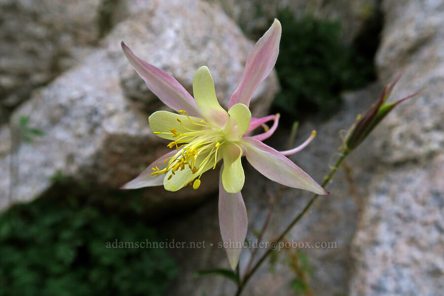 Sierra columbine (Aquilegia pubescens) [Mt. Whitney Mountaineer's Route, John Muir Wilderness, Inyo County, California]