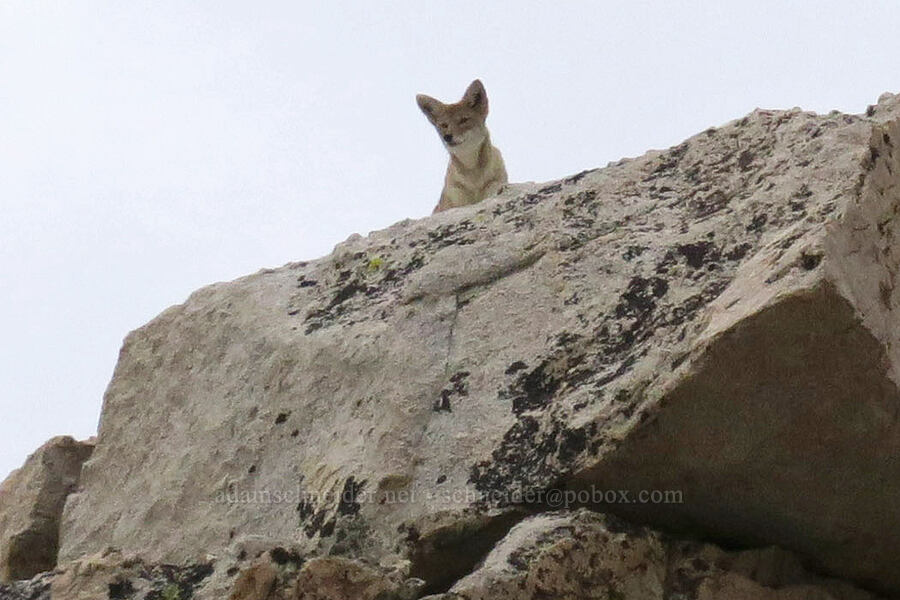 high-elevation coyote (Canis latrans) [Mt. Whitney Mountaineer's Route, John Muir Wilderness, Inyo County, California]
