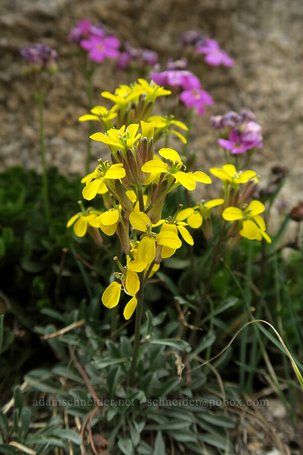 Sierra wallflower (Erysimum perenne (Erysimum capitatum var. perenne)) [Mt. Whitney Mountaineer's Route, John Muir Wilderness, Inyo County, California]
