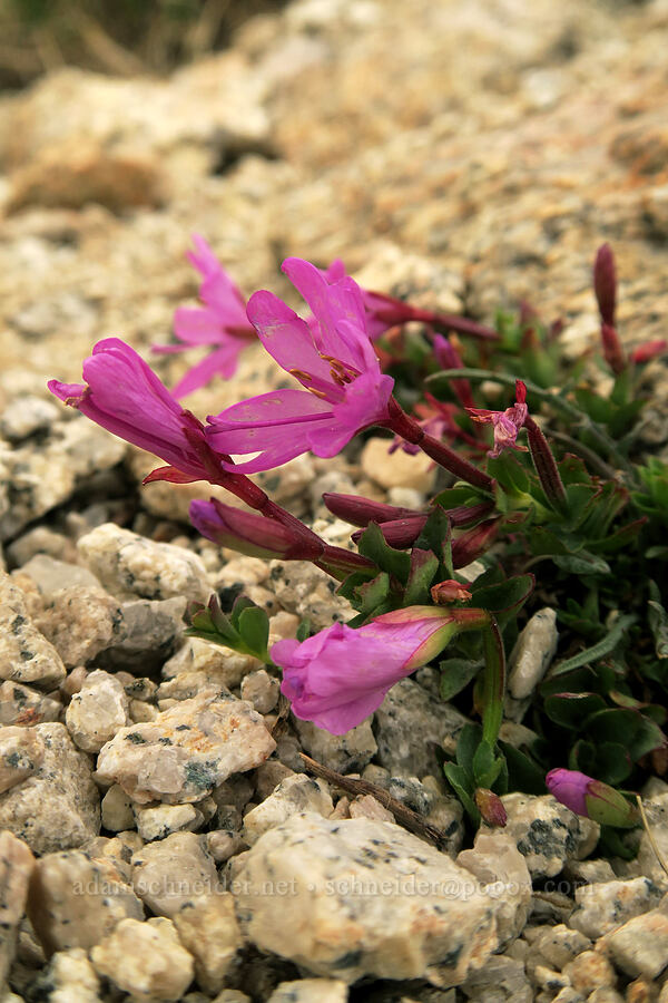 heart willow-weed (rock-fringe) (Epilobium obcordatum) [Mt. Whitney Mountaineer's Route, John Muir Wilderness, Inyo County, California]