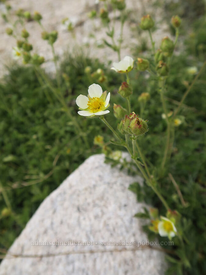 Sierra wood-beauty (Drymocallis lactea var. lactea (Potentilla glandulosa var. nevadensis)) [Mt. Whitney Mountaineer's Route, John Muir Wilderness, Inyo County, California]