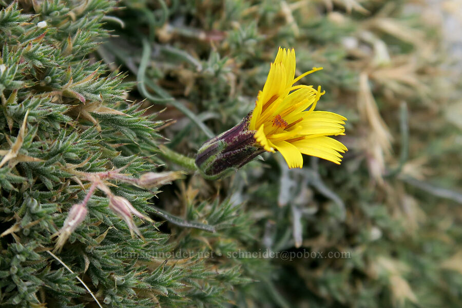mountain agoseris (Agoseris monticola) [Mt. Whitney Mountaineer's Route, John Muir Wilderness, Inyo County, California]