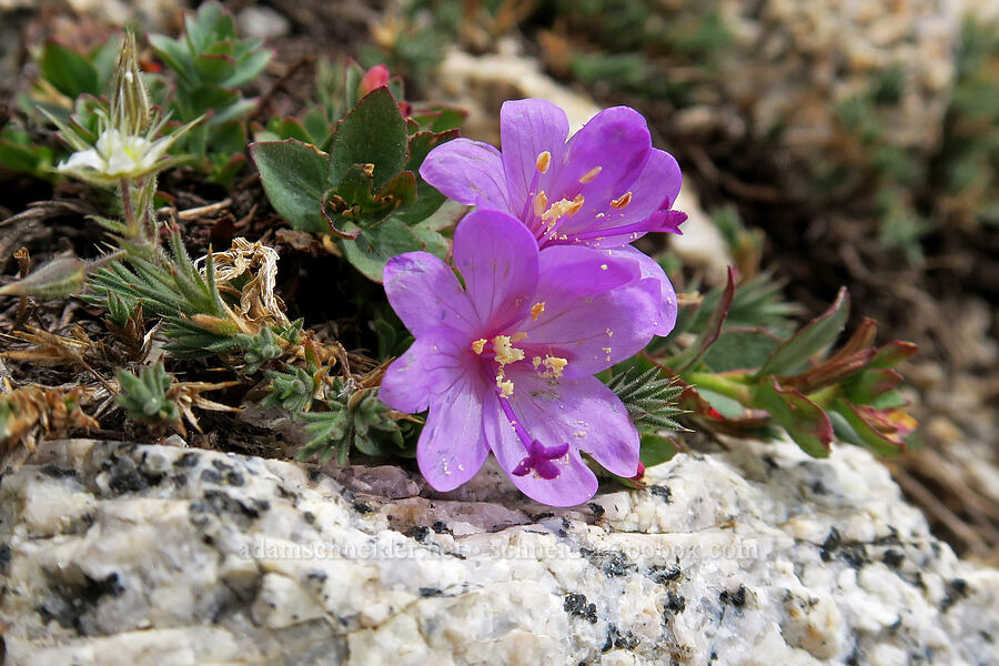 heart willow-weed (rock-fringe) (Epilobium obcordatum) [Mt. Whitney Mountaineer's Route, John Muir Wilderness, Inyo County, California]