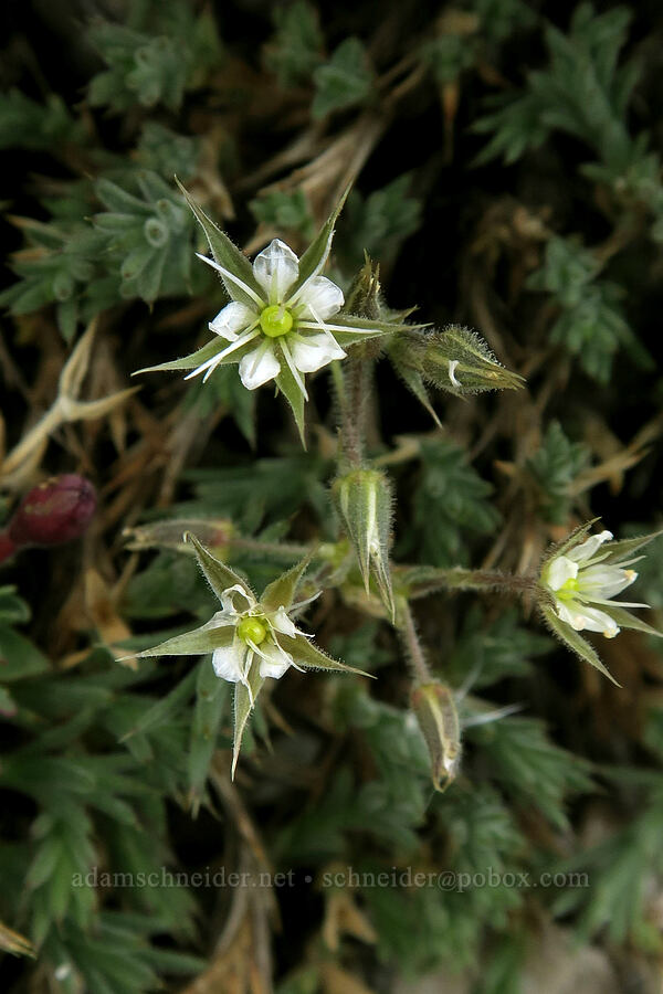 Nuttall's sandwort (Minuartia nuttallii (Sabulina nuttallii) (Arenaria nuttallii)) [Mt. Whitney Mountaineer's Route, John Muir Wilderness, Inyo County, California]