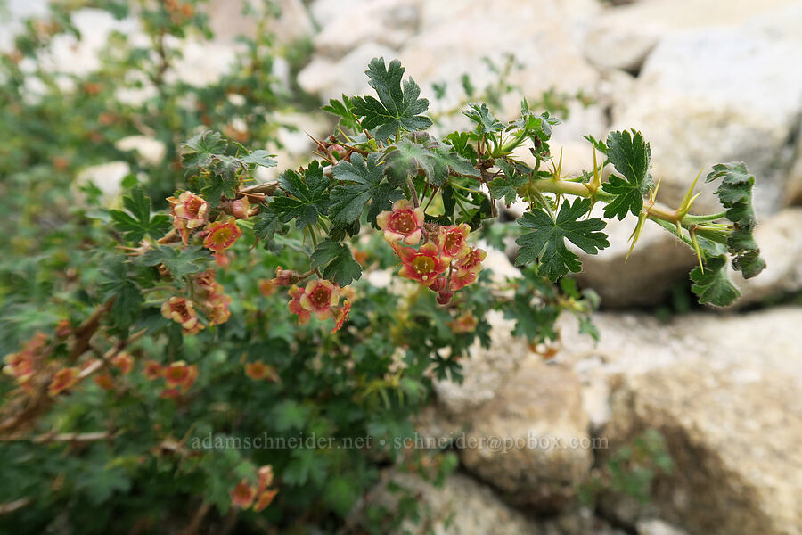 alpine prickly currant flowers (Ribes montigenum) [Mt. Whitney Mountaineer's Route, John Muir Wilderness, Inyo County, California]