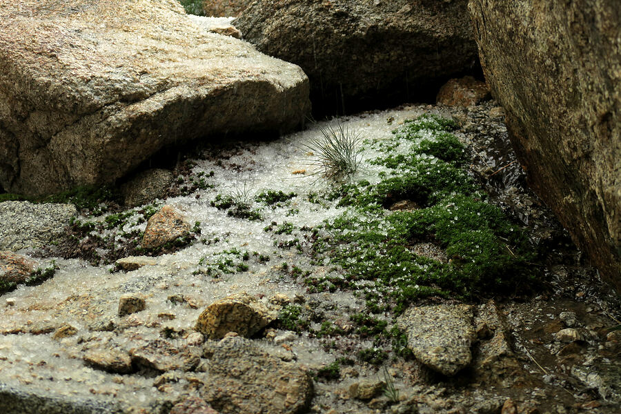 accumulating hail [Mt. Whitney Mountaineer's Route, John Muir Wilderness, Inyo County, California]