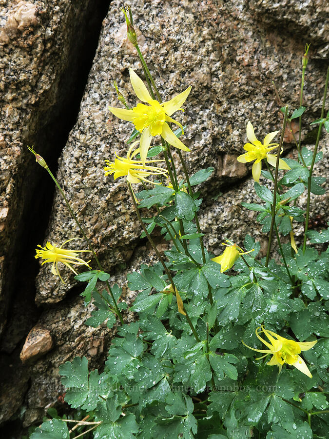 yellow Sierra columbine (Aquilegia pubescens) [Mt. Whitney Mountaineer's Route, John Muir Wilderness, Inyo County, California]