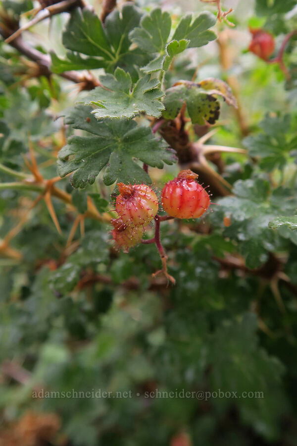 alpine prickly currants (Ribes montigenum) [Mt. Whitney Mountaineer's Route, John Muir Wilderness, Inyo County, California]