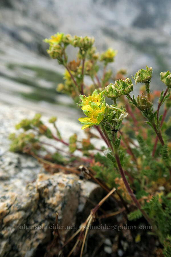 dwarf ivesia (Ivesia pygmaea (Potentilla nubigena)) [Mt. Whitney Mountaineer's Route, John Muir Wilderness, Inyo County, California]