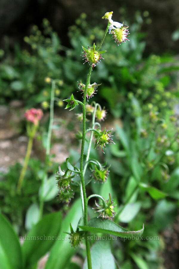 Sharsmith's stickseed (Hackelia sharsmithii) [Mt. Whitney Mountaineer's Route, John Muir Wilderness, Inyo County, California]