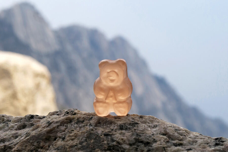 alpine gummi bear [Mt. Whitney Mountaineer's Route, John Muir Wilderness, Inyo County, California]