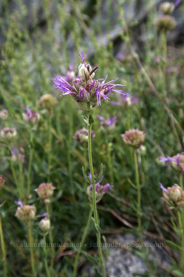 narrow-leaved monardella (Monardella linoides ssp. sierrae) [Mt. Whitney Mountaineer's Route, John Muir Wilderness, Inyo County, California]