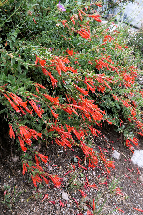 beaked penstemon (Penstemon rostriflorus) [Mt. Whitney Mountaineer's Route, John Muir Wilderness, Inyo County, California]