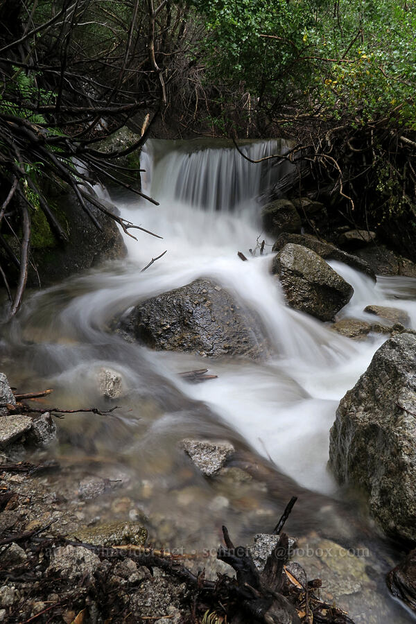 trailside waterfall [Mt. Whitney Mountaineer's Route, John Muir Wilderness, Inyo County, California]