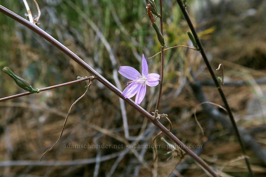 narrow-leaf wire-lettuce (Stephanomeria tenuifolia) [Mt. Whitney Trail, Inyo National Forest, Inyo County, California]