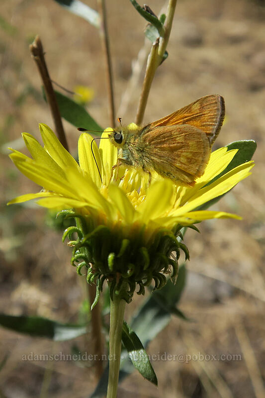 woodland skipper butterfly on gumweed (Ochlodes sylvanoides, Grindelia nana) [Long Creek Mountain, Malheur National Forest, Grant County, Oregon]