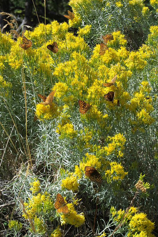 fritillary butterflies on rabbitbrush (Argynnis sp. (Speyeria sp.), Ericameria nauseosa (Chrysothamnus nauseosus)) [Long Creek Mountain, Malheur National Forest, Grant County, Oregon]