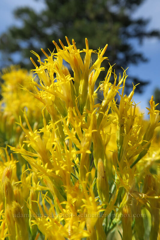 gray rabbitbrush (Ericameria nauseosa (Chrysothamnus nauseosus)) [Long Creek Mountain, Malheur National Forest, Grant County, Oregon]