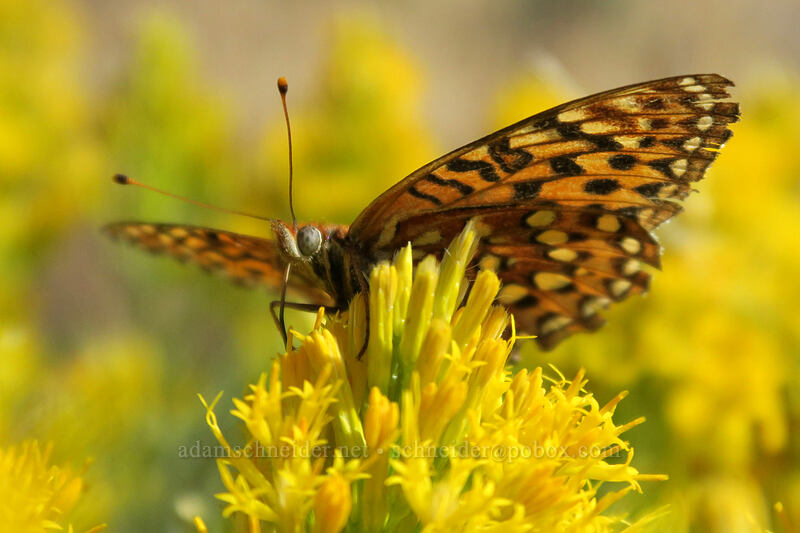 hydaspe fritillary butterfly on rabbitbrush (Argynnis hydaspe (Speyeria hydaspe), Ericameria nauseosa (Chrysothamnus nauseosus)) [Long Creek Mountain, Malheur National Forest, Grant County, Oregon]