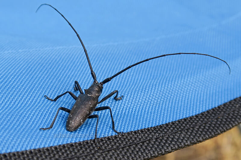 white-spotted sawyer beetle (Monochamus scutellatus) [Long Creek Mountain, Malheur National Forest, Grant County, Oregon]