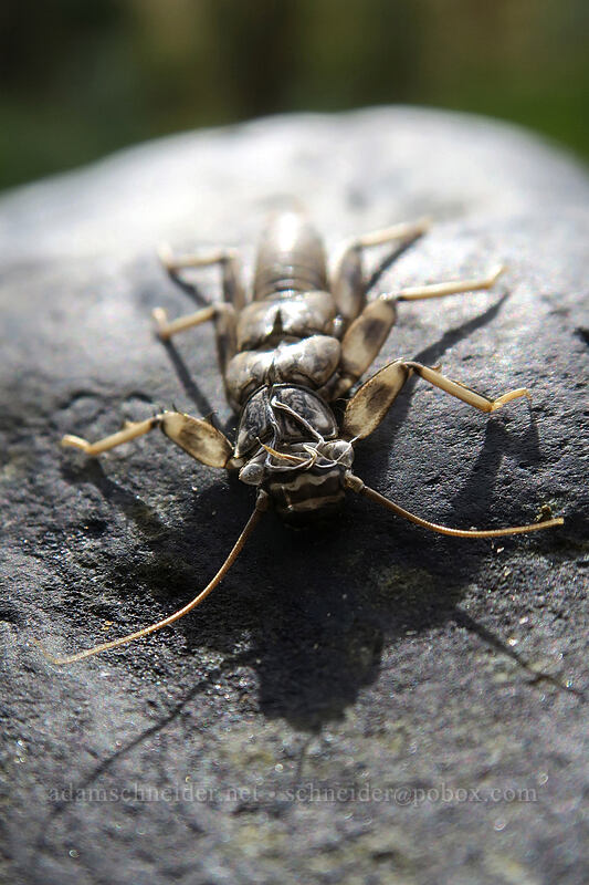 western stonefly exuvia (Calineuria californica) [Ritter Road, Grant County, Oregon]