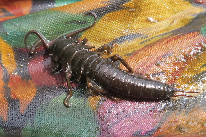 giant salmonfly larva (Pteronarcys californica) [Ritter Road, Grant County, Oregon]