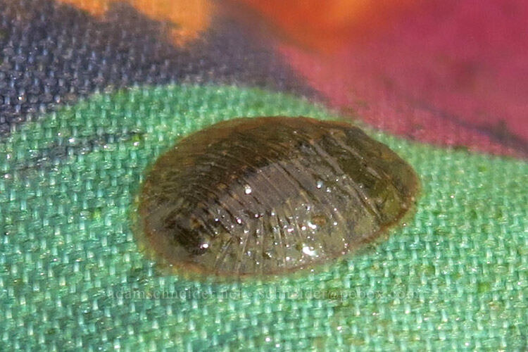water-penny beetle larva [Ritter Road, Grant County, Oregon]