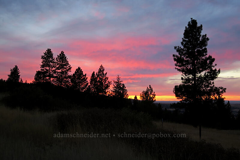 sunset & pine trees [Long Creek Mountain, Malheur National Forest, Grant County, Oregon]