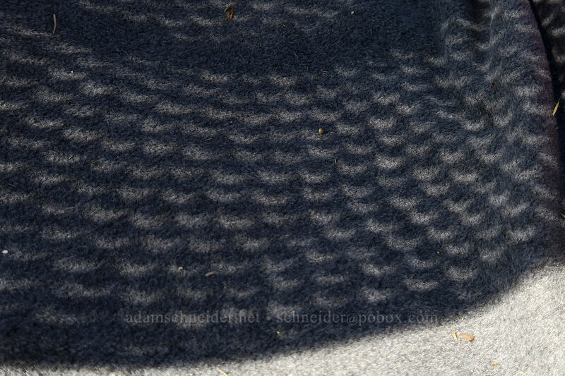 crescent-shaped suns [Long Creek Mountain, Malheur National Forest, Grant County, Oregon]