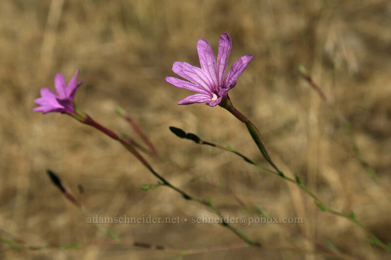 autumn willow-herb (tall annual willow-herb) (Epilobium brachycarpum) [Long Creek Mountain, Malheur National Forest, Grant County, Oregon]