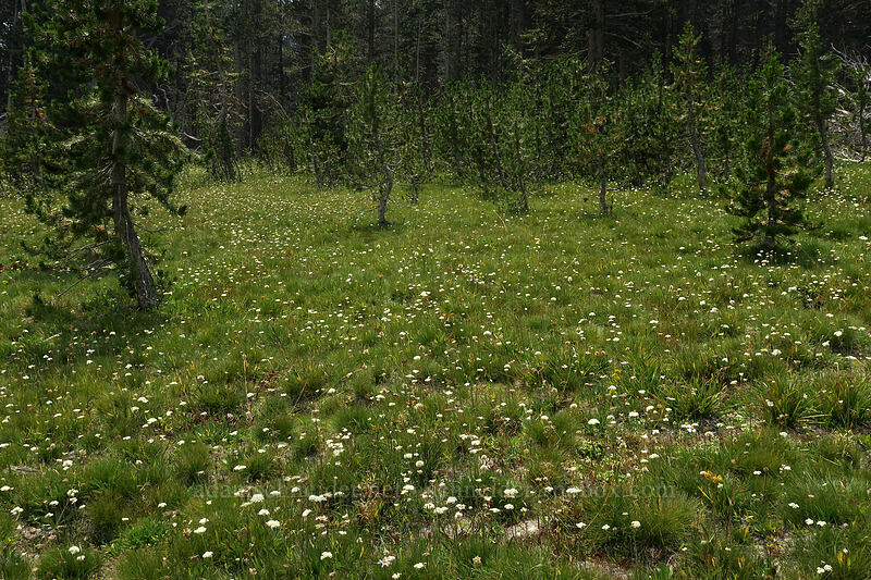 Parish's yampah (Perideridia parishii) [Tioga Road, Yosemite National Park, Tuolumne County, California]
