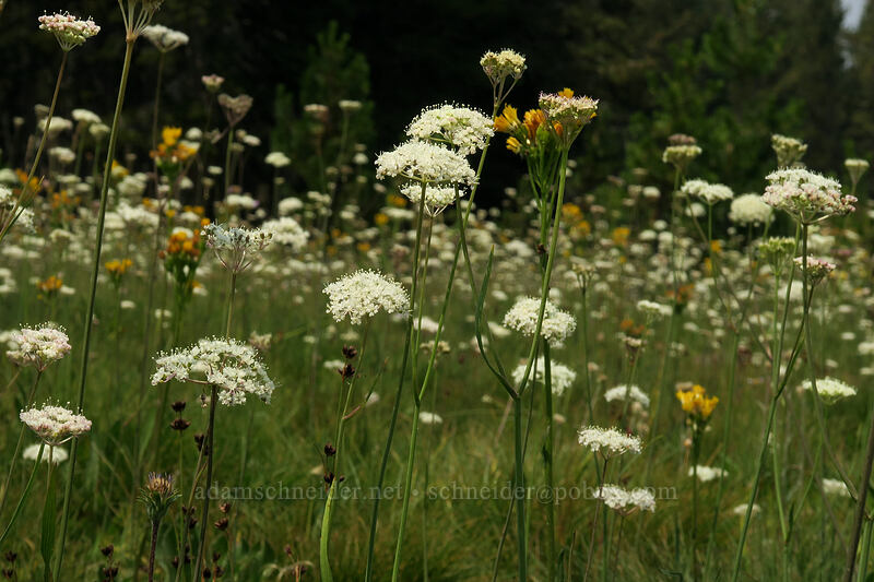 Parish's yampah (Perideridia parishii) [Tioga Road, Yosemite National Park, Tuolumne County, California]