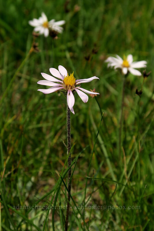 tundra asters (Oreostemma alpigenum var. andersonii (Aster alpigenus)) [Gaylor Lakes Trail, Yosemite National Park, Tuolumne County, California]