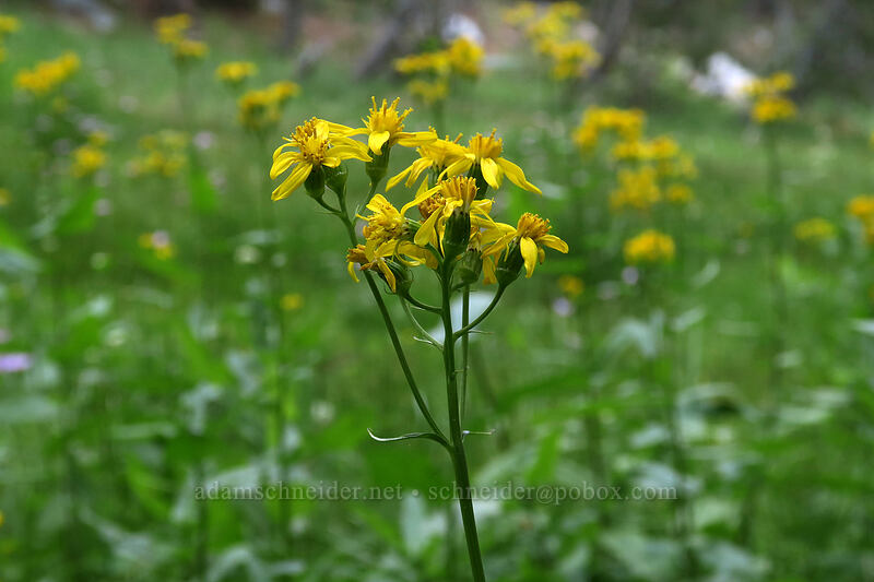arrow-leaf groundsel (Senecio triangularis) [Gaylor Lakes Trail, Yosemite National Park, Tuolumne County, California]