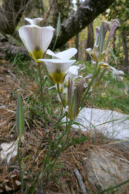 Leichtlin's mariposa lilies (Calochortus leichtlinii) [Gaylor Lakes Trail, Yosemite National Park, Tuolumne County, California]